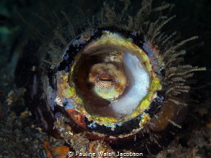 A tiny baby Common Octopus, Octopus vulgaris is making it... by Pauline Walsh Jacobson 